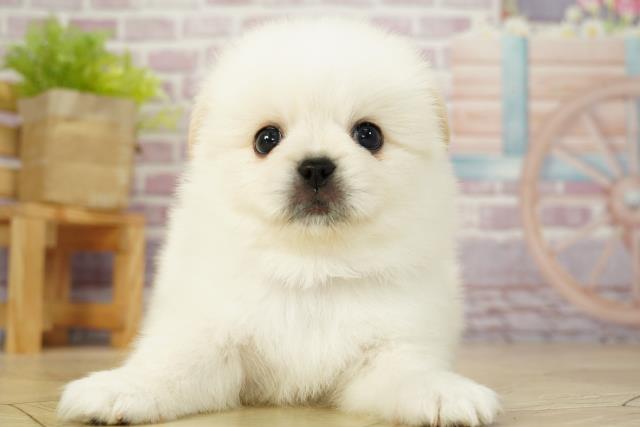 三重県のハーフ犬 (Coo&RIKU津高茶屋店/2023年9月22日生まれ/男の子/クリーム)の子犬