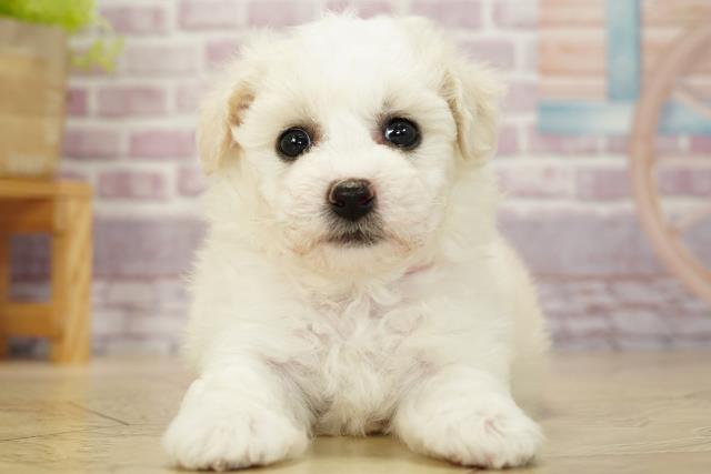 三重県のビションフリーゼ (Coo&RIKU津高茶屋店/2023年9月22日生まれ/女の子/ホワイト(白))の子犬