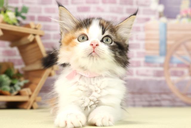 愛知県のメインクーン (Coo&RIKU東海岡崎店/2023年9月1日生まれ/女の子/キャリコ)の子猫