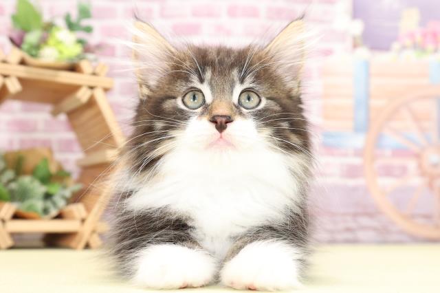 静岡県のノルウェージャンフォレストキャット (Coo&RIKU掛川店/2023年9月15日生まれ/男の子/ブラウンタビーホワイト)の子猫