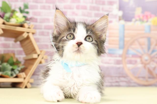 愛知県のメインクーン (Coo&RIKU豊橋店/2023年9月21日生まれ/男の子/ブラウンタビーホワイト)の子猫