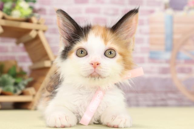 愛知県のメインクーン (Coo&RIKU豊田店/2023年9月21日生まれ/女の子/キャリコ)の子猫