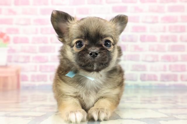 福島県のチワワ(ロング) (Coo&RIKU郡山店/2023年9月20日生まれ/男の子/セーブルホワイト)の子犬