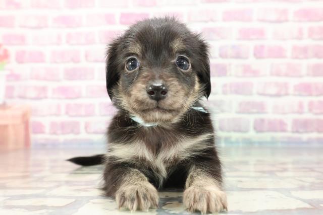 東京都のチワックス (Coo&RIKU大久保店/2023年9月27日生まれ/男の子/ブラックタンホワイト)の子犬