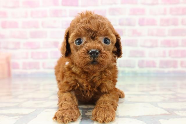 神奈川県のトイプードル (Coo&RIKU小田原店/2023年9月25日生まれ/女の子/レッド(赤))の子犬