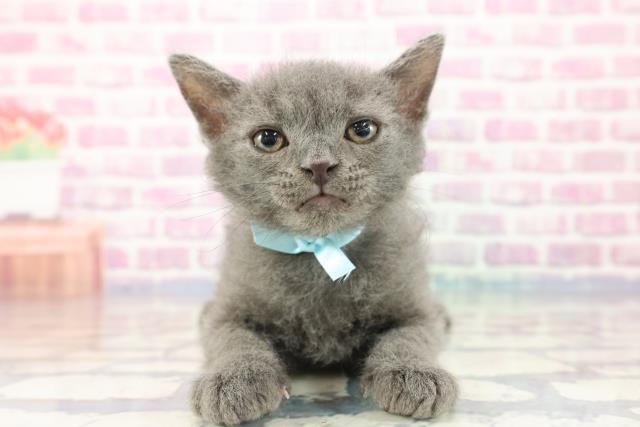 岩手県のセルカークレックス (Coo&RIKU岩手盛岡店/2023年9月27日生まれ/男の子/ブルー)の子猫