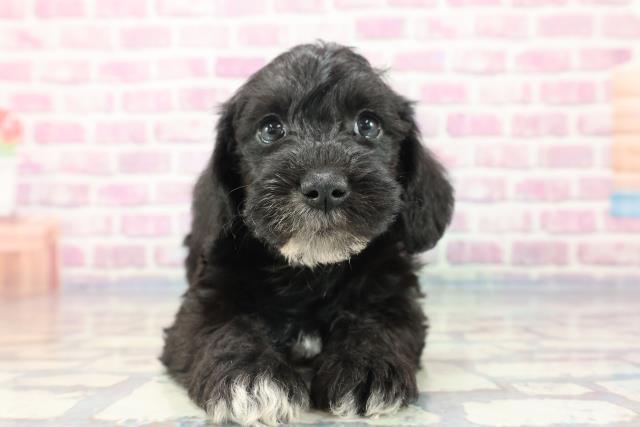 青森県のハーフ犬 (Coo&RIKU八戸店/2023年9月23日生まれ/女の子/ブラック(黒))の子犬