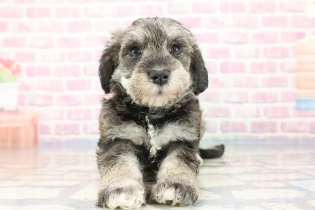福島県のハーフ犬 (Coo&RIKU福島店/2023年9月23日生まれ/女の子/ソルトペッパー)の子犬