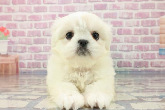 山形県のハーフ犬 (Coo&RIKU山形店/2023年9月27日生まれ/女の子/ホワイト(白))の子犬
