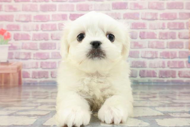 福島県のハーフ犬 (Coo&RIKU郡山店/2023年9月27日生まれ/女の子/ホワイト(白))の子犬