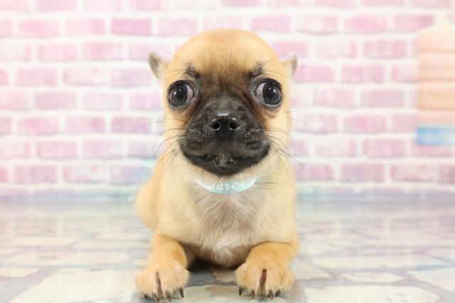東京都のチワワ(スムース) (Coo&RIKU足立本店/2023年9月27日生まれ/男の子/レッド(赤))の子犬