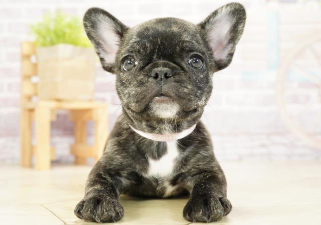 岐阜県のフレンチブルドッグ (Coo&RIKU岐南店/2023年9月25日生まれ/女の子/ブリンドル)の子犬