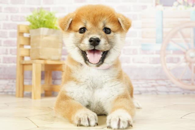 静岡県の柴犬 (Coo&RIKU掛川店/2023年9月27日生まれ/女の子/レッド(赤))の子犬