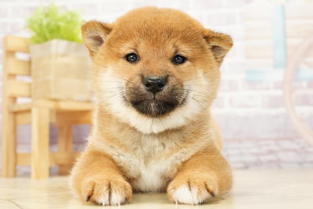 柴犬
