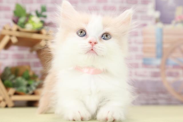 静岡県のマンチカン (Coo&RIKU浜松店/2023年9月27日生まれ/女の子/クリームタビーホワイト)の子猫