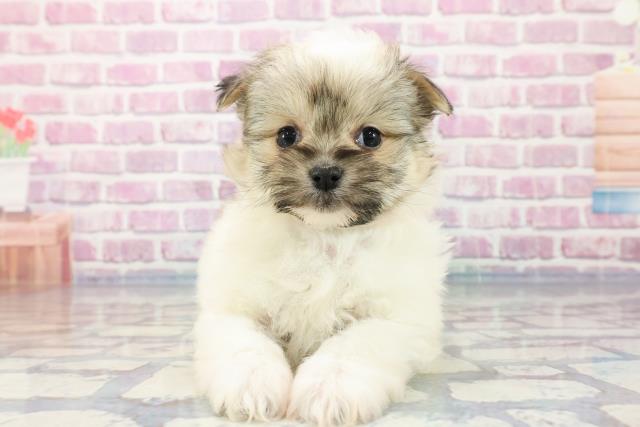 東京都のポメマル(マルポメ) (Coo&RIKU八王子西店/2023年9月26日生まれ/女の子/ホワイトセーブル)の子犬