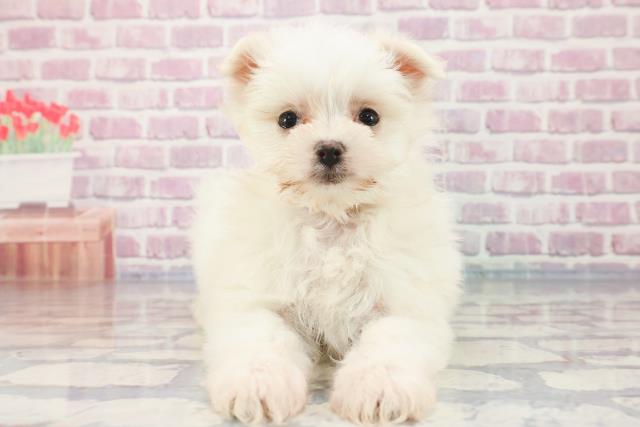 東京都のポメマル(マルポメ) (Coo&RIKU立川店/2023年9月26日生まれ/女の子/ホワイト(白))の子犬