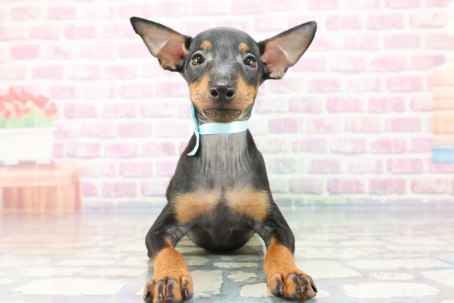 群馬県のトイマンチェスターテリア (Coo&RIKU高崎店/2023年9月27日生まれ/男の子/ブラックタン)の子犬