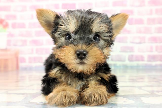 東京都のヨークシャーテリア (Coo&RIKU府中店/2023年9月27日生まれ/男の子/スチールブルータン)の子犬