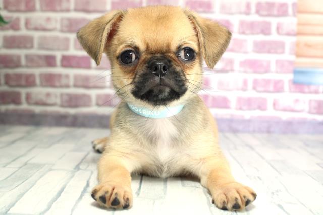 北海道のハーフ犬 (Coo&RIKU岩見沢店/2023年9月25日生まれ/男の子/フォーン)の子犬