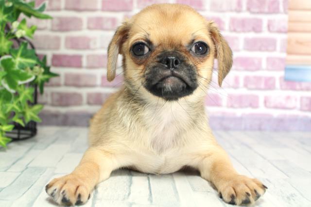 北海道のハーフ犬 (Coo&RIKU旭川店/2023年9月25日生まれ/女の子/フォーン)の子犬