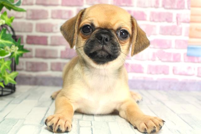 北海道のハーフ犬 (Coo&RIKU函館店/2023年9月25日生まれ/女の子/フォーン)の子犬