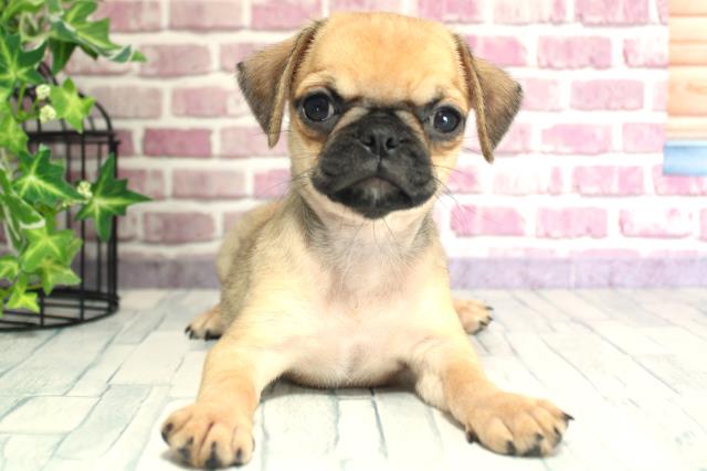 北海道のハーフ犬 (Coo&RIKU札幌西店/2023年9月25日生まれ/女の子/フォーン)の子犬