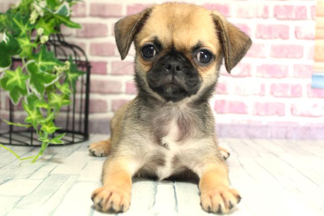 北海道のハーフ犬 (Coo&RIKU帯広店/2023年9月25日生まれ/女の子/フォーン)の子犬