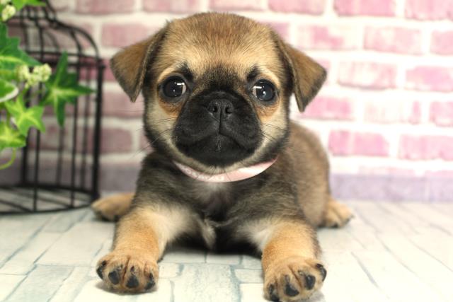 北海道のハーフ犬 (Coo&RIKU室蘭店/2023年9月25日生まれ/女の子/フォーン)の子犬
