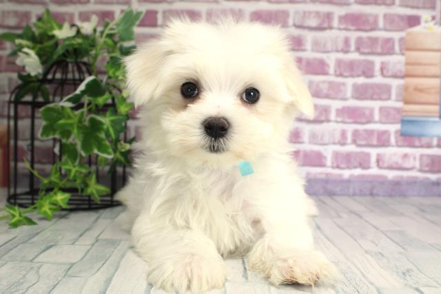 北海道のマルチーズ (Coo&RIKU旭川店/2023年9月27日生まれ/男の子/ホワイト(白))の子犬