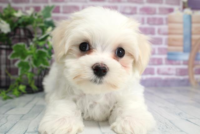 北海道のマルチーズ (Coo&RIKU函館店/2023年9月27日生まれ/男の子/ホワイト(白))の子犬