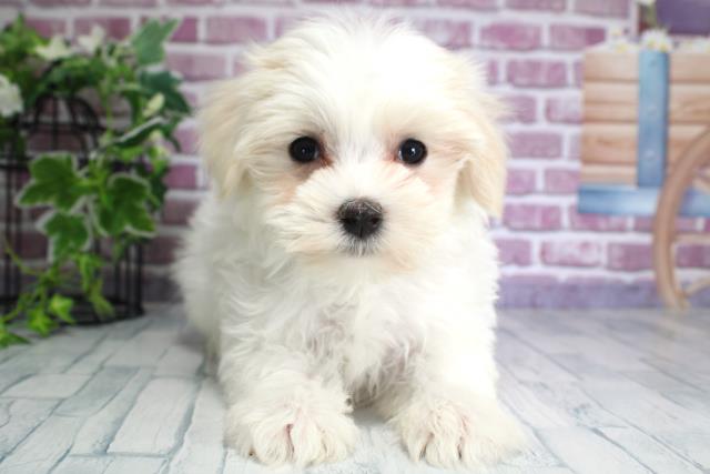 北海道のマルチーズ (Coo&RIKU北見店/2023年9月27日生まれ/男の子/ホワイト(白))の子犬