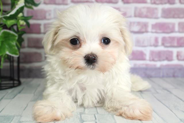 北海道のマルチーズ (Coo&RIKU岩見沢店/2023年9月27日生まれ/女の子/ホワイト(白))の子犬