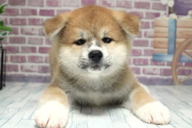 北海道の秋田犬 (Coo&RIKU苫小牧店/2023年9月28日生まれ/男の子/レッド(赤))の子犬