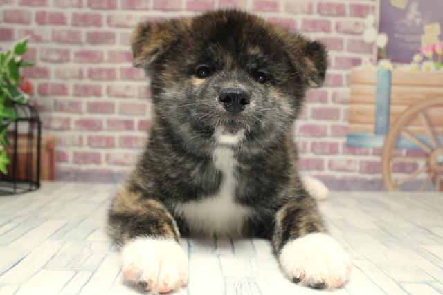 北海道の秋田犬 (Coo&RIKU函館店/2023年9月28日生まれ/男の子/虎)の子犬