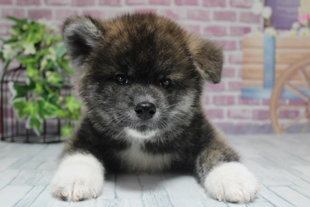 秋田犬