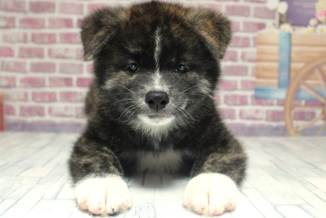 北海道の秋田犬 (Coo&RIKU釧路店/2023年9月28日生まれ/男の子/虎)の子犬