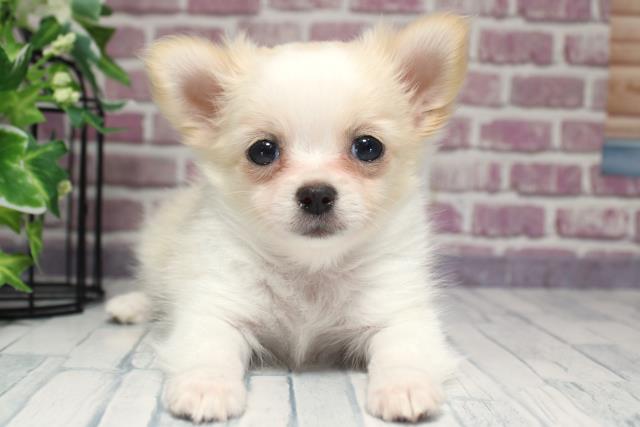 北海道のチワワ(ロング) (Coo&RIKU帯広店/2023年9月26日生まれ/男の子/ホワイトクリーム)の子犬