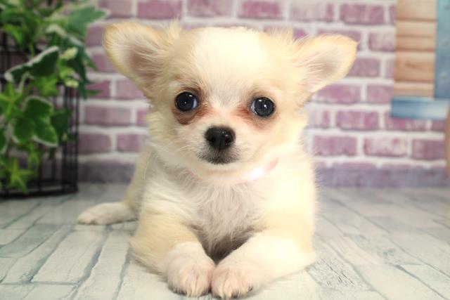 北海道のチワワ(ロング) (Coo&RIKU札幌東店/2023年9月26日生まれ/女の子/ホワイトクリーム)の子犬