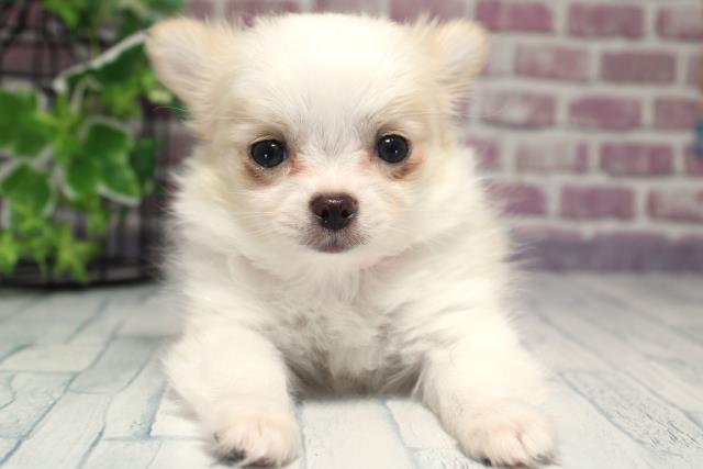 北海道のチワワ(ロング) (Coo&RIKU帯広店/2023年9月26日生まれ/女の子/ホワイトクリーム)の子犬