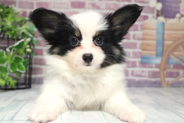 北海道のパピヨン (Coo&RIKU札幌西店/2023年9月28日生まれ/男の子/トライカラー)の子犬