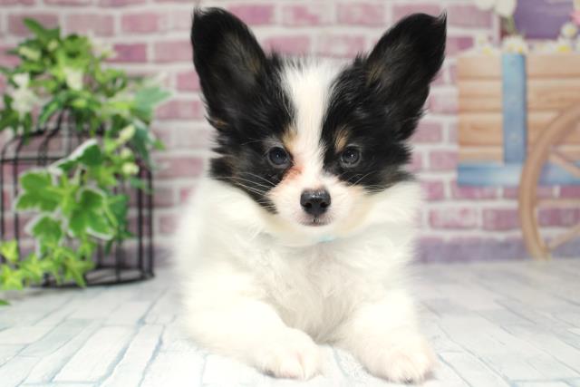 北海道のパピヨン (Coo&RIKU帯広店/2023年9月28日生まれ/男の子/トライカラー)の子犬