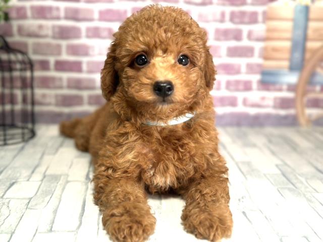 北海道のトイプードル (Coo&RIKU札幌東店/2023年9月30日生まれ/男の子/レッド(赤))の子犬