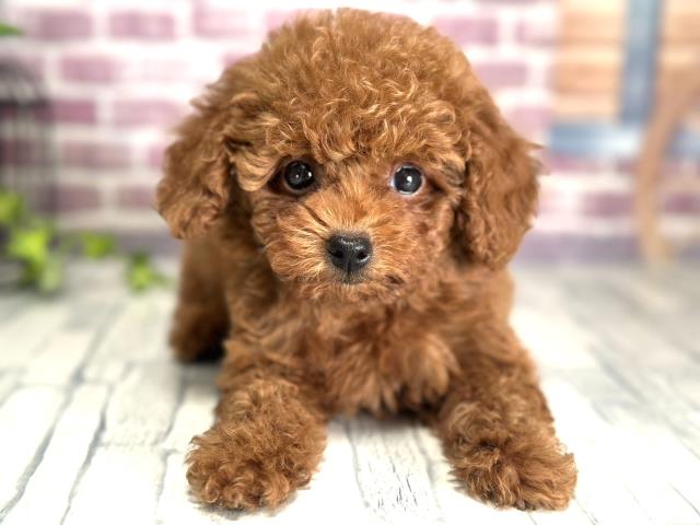 北海道のトイプードル (Coo&RIKU帯広店/2023年9月30日生まれ/女の子/レッド(赤))の子犬