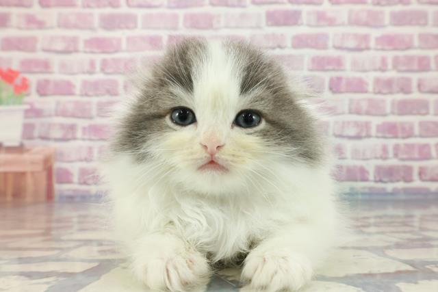 新潟県のスコティッシュフォールド (Coo&RIKU新潟西店/2023年10月1日生まれ/男の子/ブルータビーホワイト)の子猫