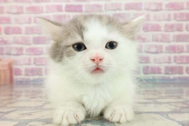 滋賀県のミヌエット (Coo&RIKU長浜店/2023年10月1日生まれ/男の子/ブルータビーホワイト)の子猫