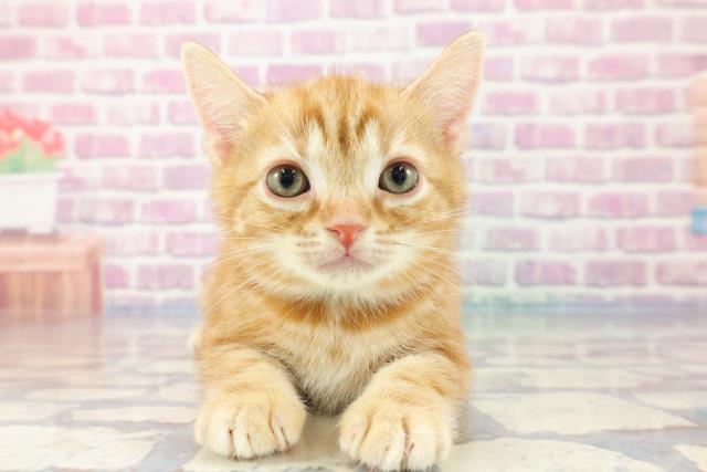 埼玉県のアメリカンショートヘアー (Coo&RIKU所沢店/2023年9月29日生まれ/男の子/レッドタビー)の子猫