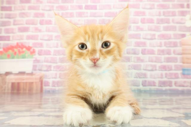 群馬県のメインクーン (Coo&RIKU伊勢崎店/2023年9月27日生まれ/男の子/レッドホワイト)の子猫