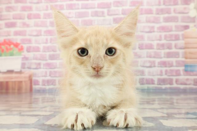 京都府のメインクーン (Coo&RIKU京都店/2023年9月27日生まれ/女の子/クリームホワイト)の子猫