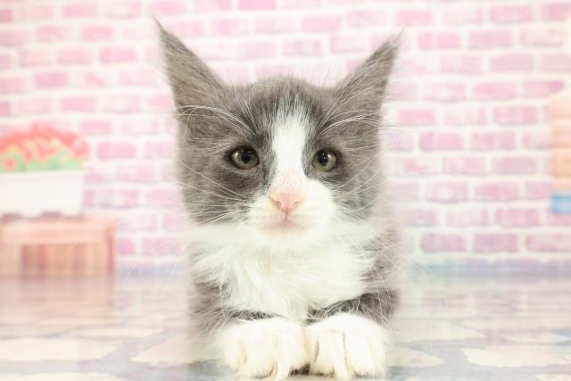 大阪府のメインクーン (Coo&RIKU寝屋川店/2023年9月24日生まれ/男の子/ブルーホワイト)の子猫